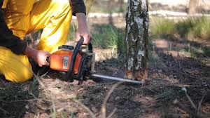 Best Tree Maintenance Programs  in Cherry Hill, VA