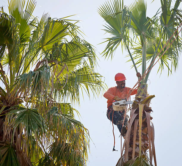 Best Tree Disease Treatment  in Cherry Hill, VA