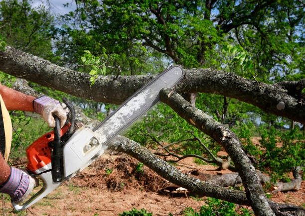 Best Lawn Renovation and Restoration  in Cherry Hill, VA