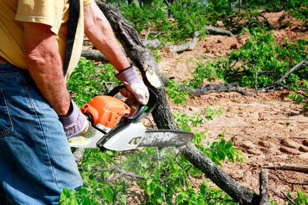 Best Palm Tree Trimming  in Cherry Hill, VA